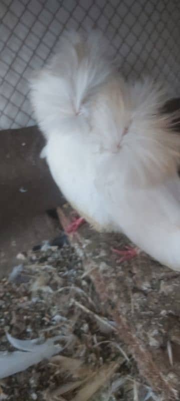 White Shamo  female, Ayam ciyamani young pair ,and white jacobin  f 2