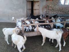 26 Bakra For Sale