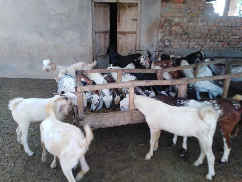 26 Bakra For Sale 0