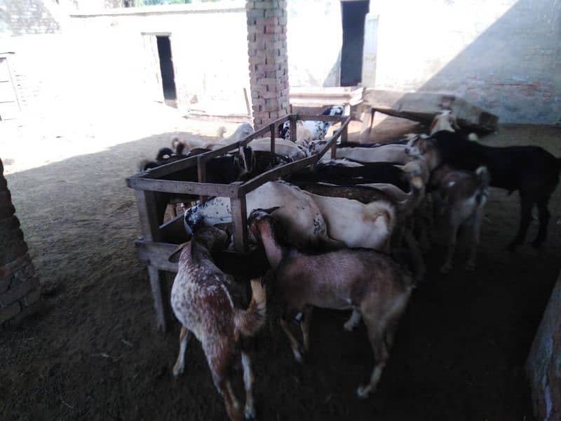 26 Bakra For Sale 1