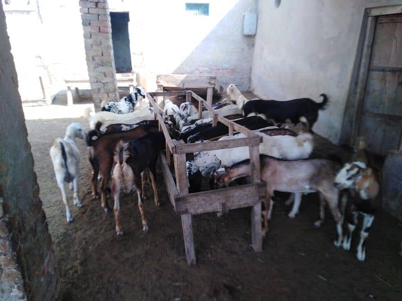 26 Bakra For Sale 2