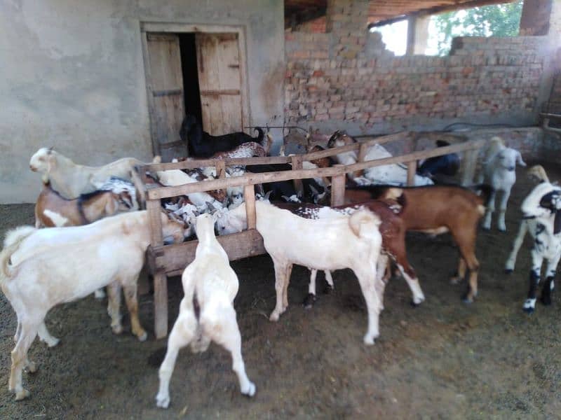 26 Bakra For Sale 3