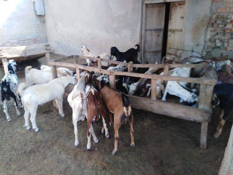 26 Bakra For Sale 4