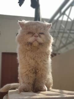 persian male cat 0