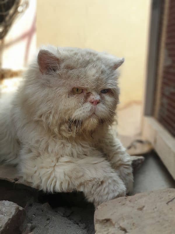 persian male cat 1