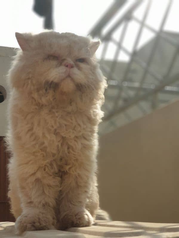 persian male cat 2