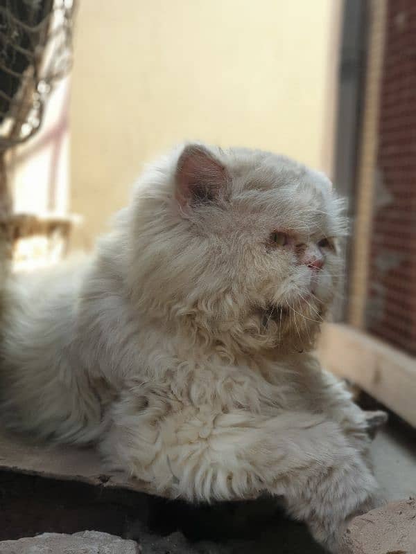 persian male cat 3