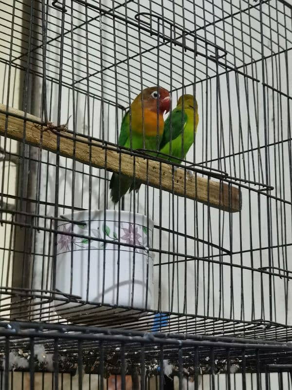 2 pairs of greenfisher lovebirds 0