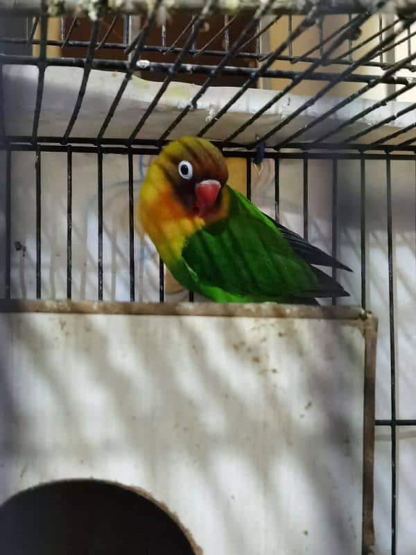 2 pairs of greenfisher lovebirds 1