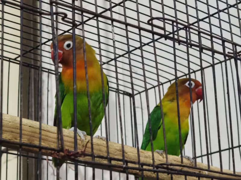 2 pairs of greenfisher lovebirds 2