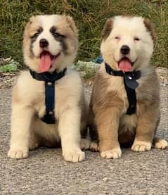 king alabai security dog pair 2 month for sale