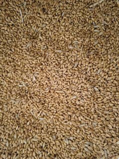 Punjab ki Gandum 92 per kg 3700 40kg