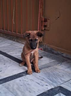 Belgian malinois