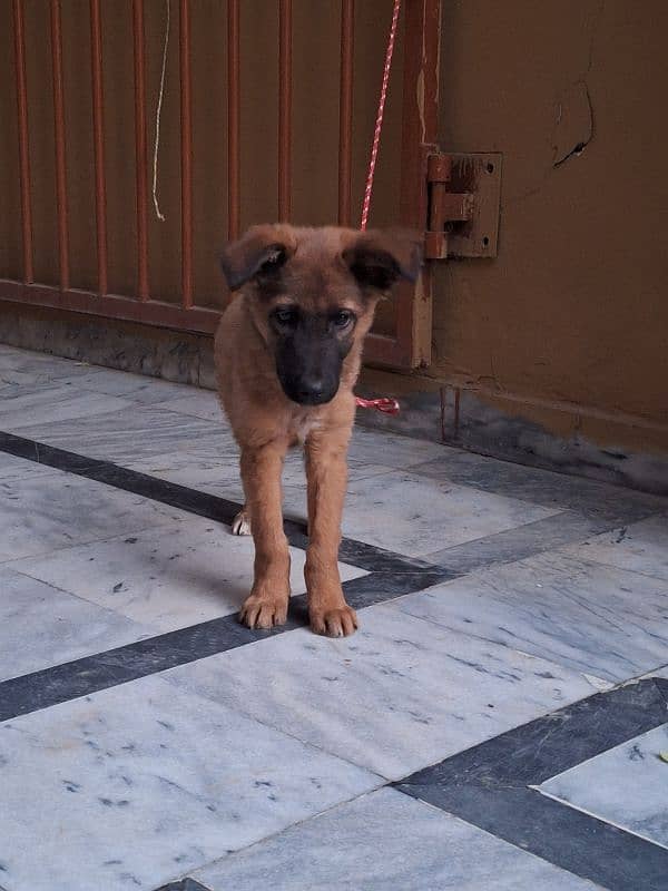 Belgian malinois 1