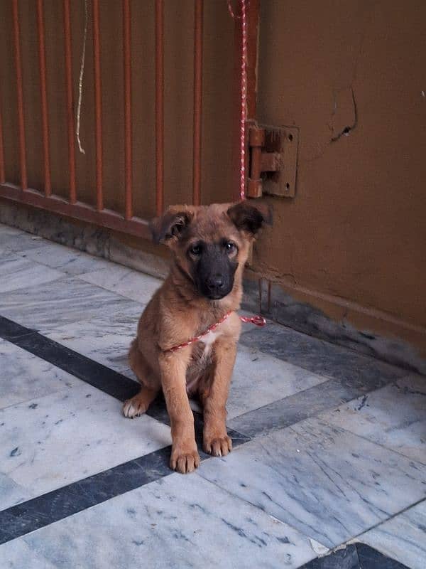 Belgian malinois 2