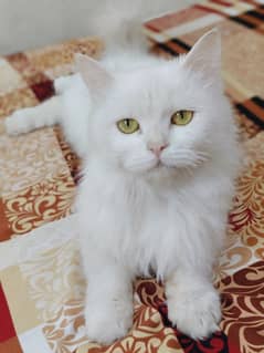 Persian cat