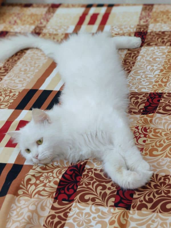 Persian cat 1