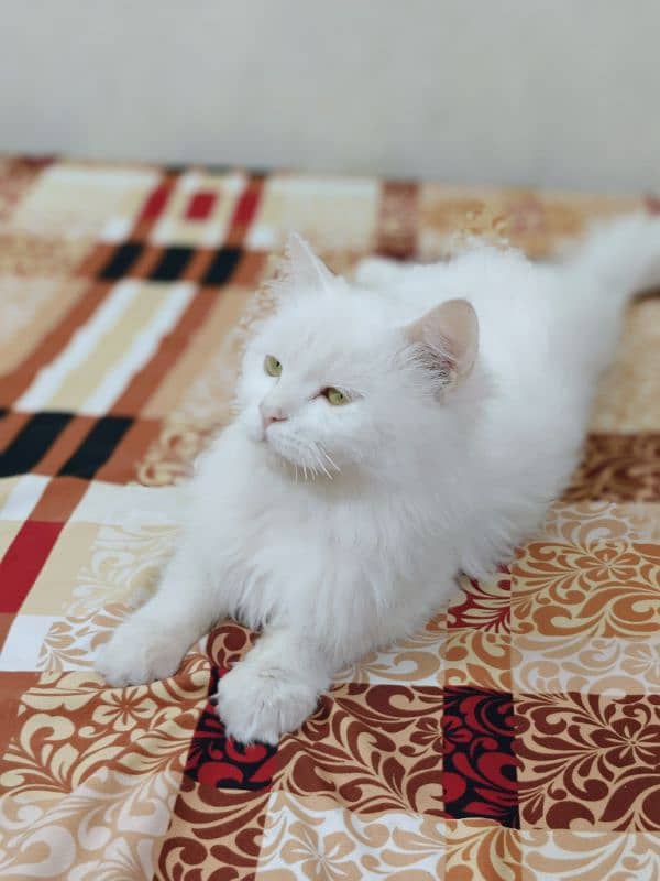 Persian cat 2