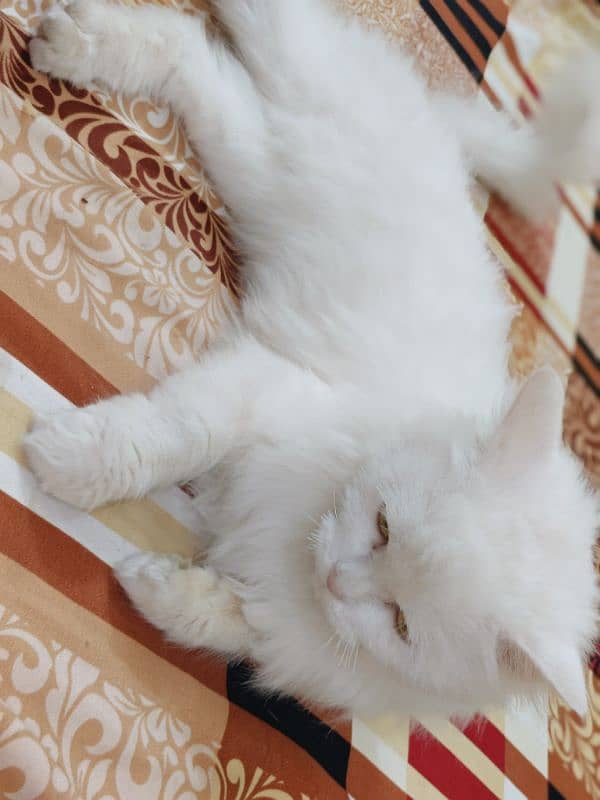 Persian cat 3