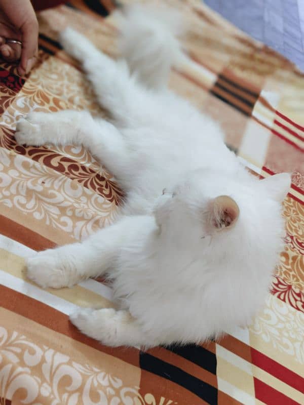 Persian cat 4