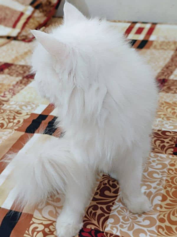 Persian cat 5