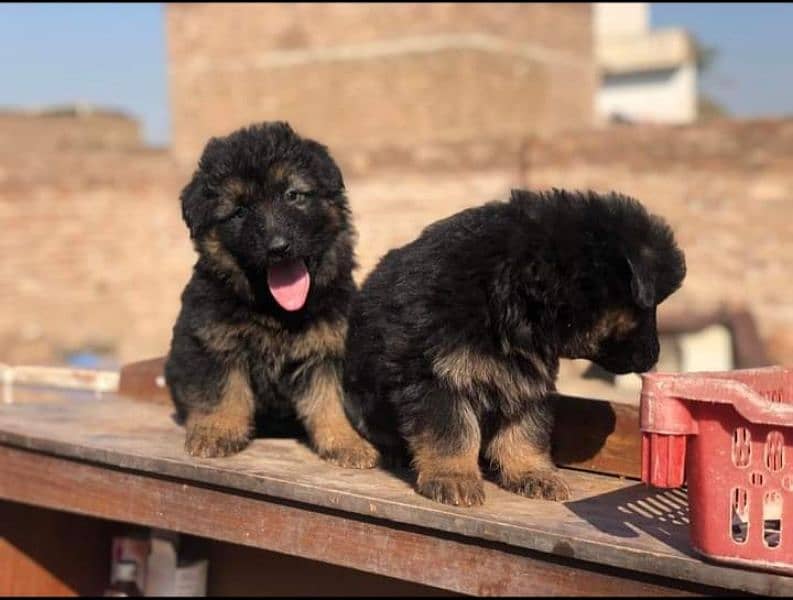 German Shepherd puppies for sale03141261535 0