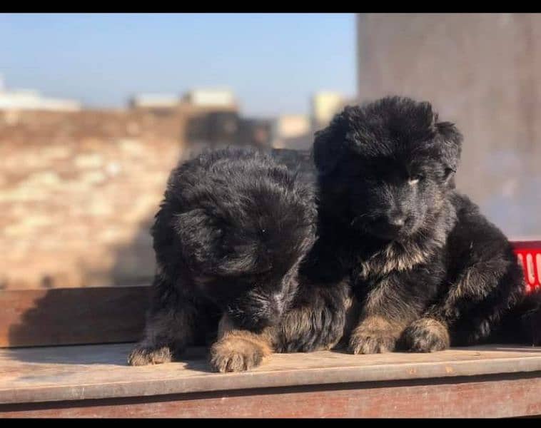 German Shepherd puppies for sale03141261535 1