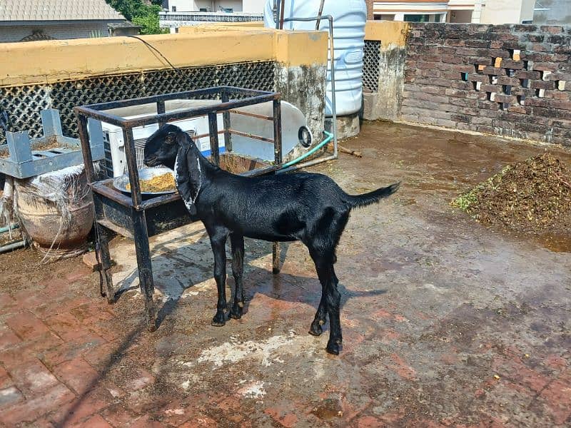 2 black bathin 0