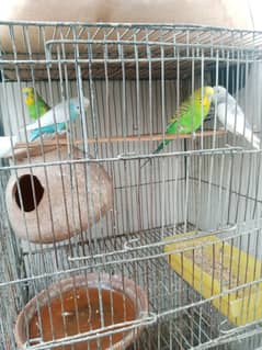 budgie