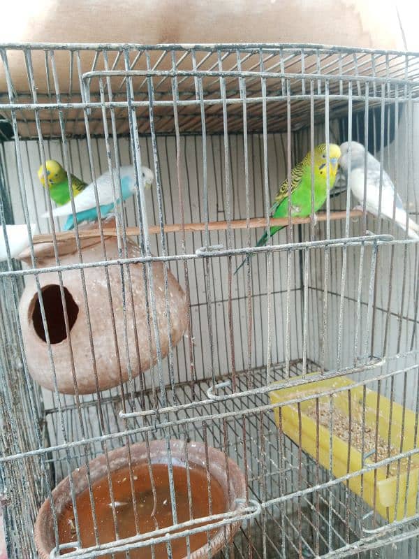 budgie parrots for sale 1