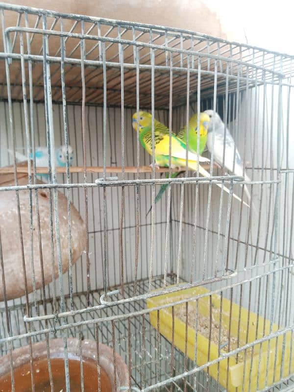 budgie parrots for sale 2