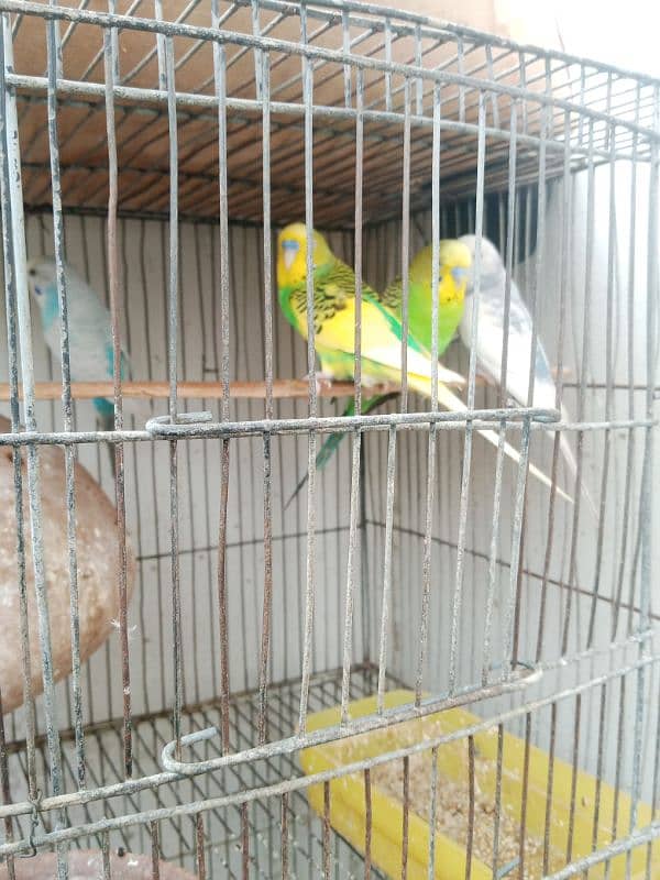 budgie parrots for sale 3