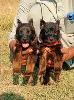 German shepherd puppies for sale / puppy / GSD pup / german shepherd