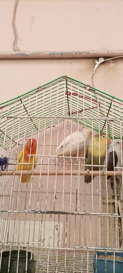 4 pieace love birds available for sale