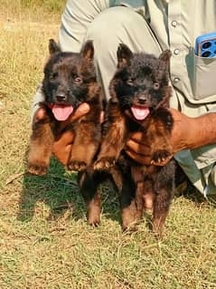 German shepherd puppies / puppy / GSD pup / german shepherd