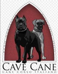 cancarso breed available