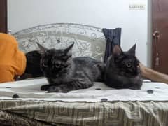 Half Persian Black cats