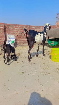 Desi bakri with male kid for sale | urgently sale | bachon wali bkri