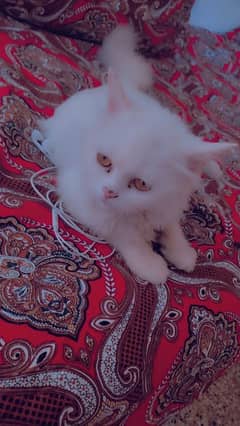 triple cotted Persian cat