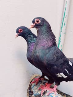 Black mena Lakay breeder pair