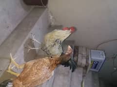 hen