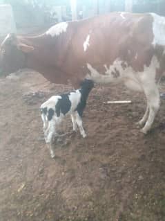 cow with baby