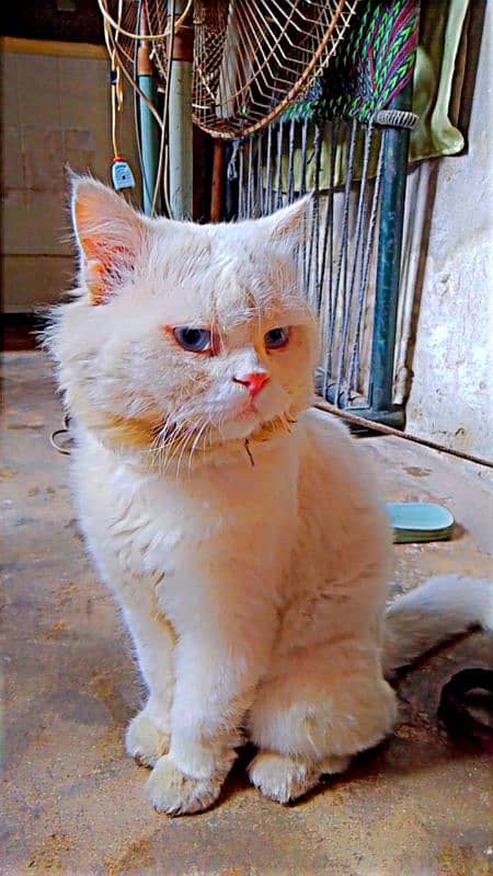 Beautiful Persian Cat for Sale - Loving & Playful Companion 1