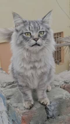 Persian male cat triple coated