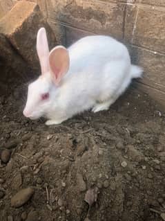 Red eyes rabbits / angoora khargosh