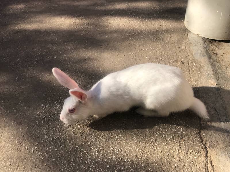 Red eyes rabbits / angoora khargosh 5