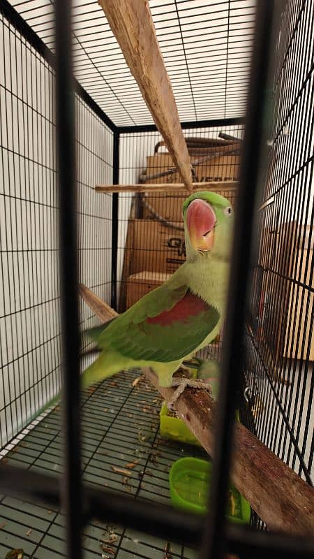 Raw parrot pair 5