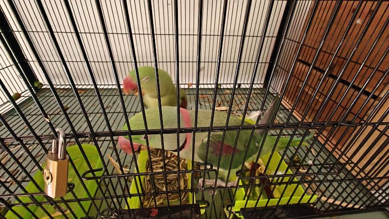 Raw parrot pair 6