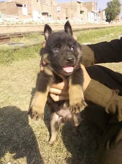 German Shepherd double coat male for sale