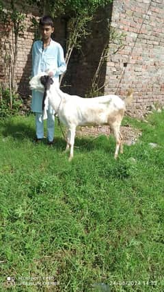 goat for sale